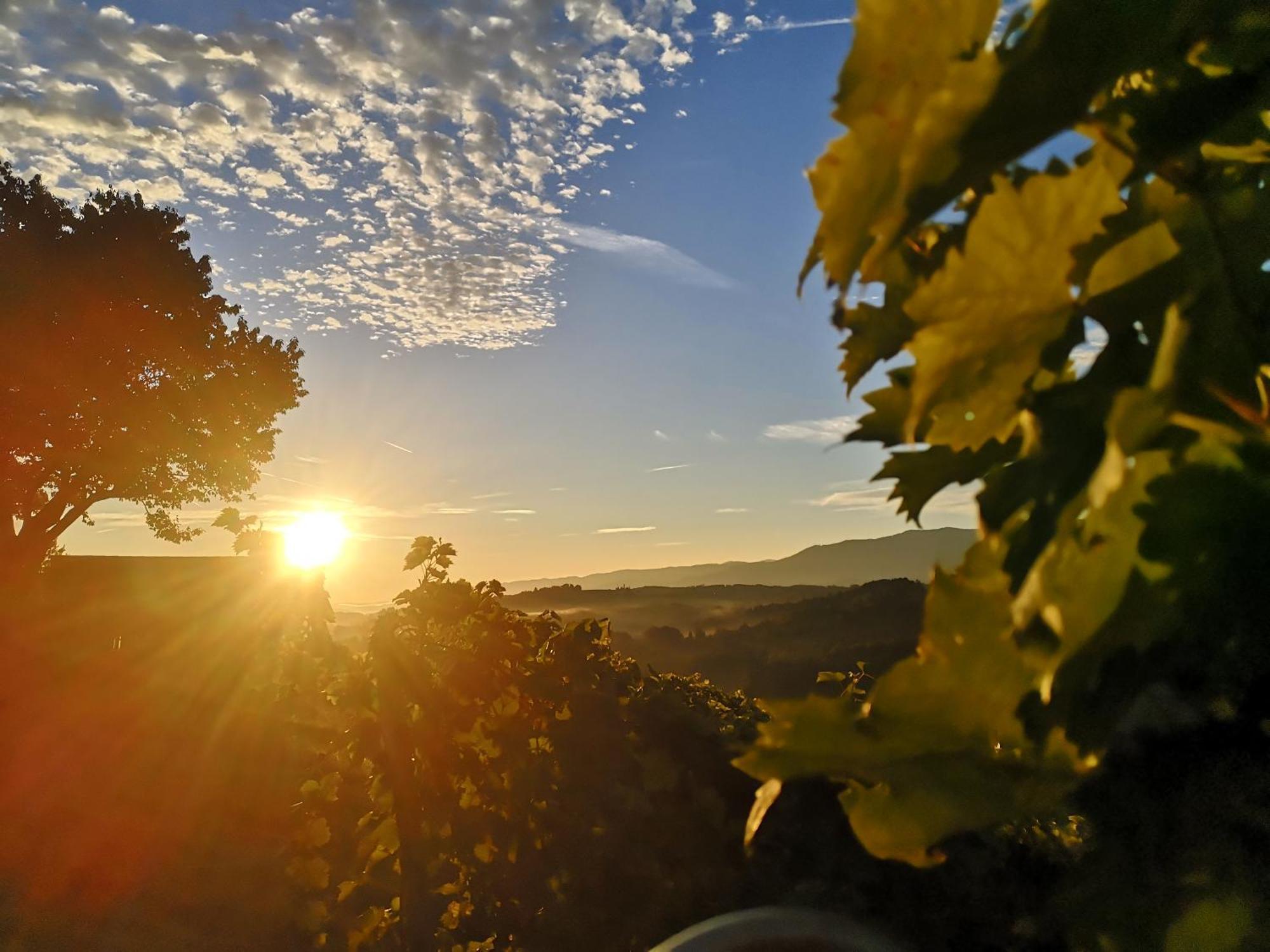 Villa Peiserhof Ferien.Wein.Gut Suedsteiermark Wies Exterior foto